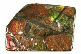 Iridescent Ammolite (Fossil Ammonite Shell) - Alberta #242949-1